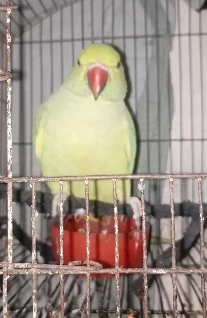 parrot for sale