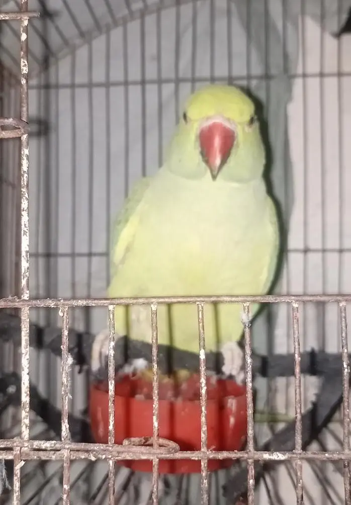 parrot for sale — photo 2