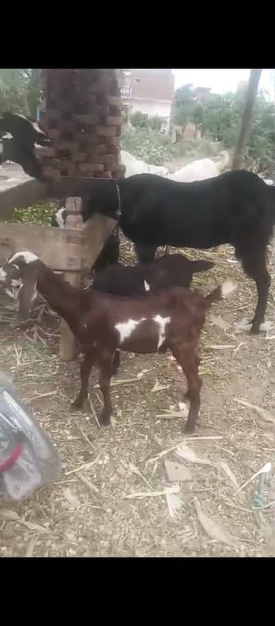 1 GOAT WITH 2 FEMALE KIDS HEALTHY ACTIVE