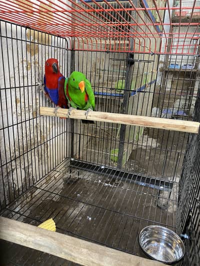 Grand Electus Breeder Pair Available