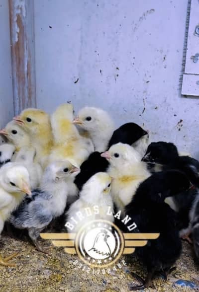 Fancy Chicks in Mix Breed