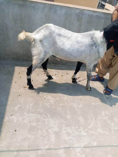 Bakra Goat for sell healthy and