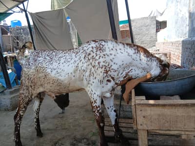 Breeder Quality Makhi cheena  (38 inches) kheera