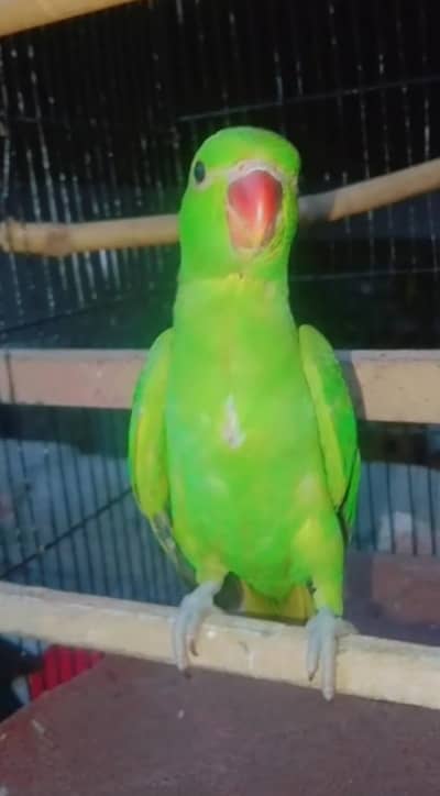 green parrot healthy and active