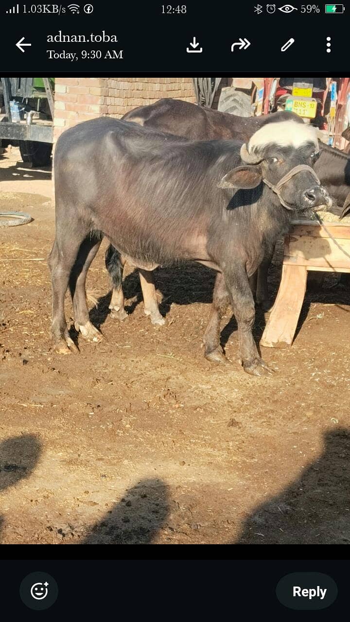 katta 1