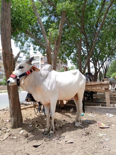 Sindhi Bachra | Qurabani cows Cows | Qurbani 2026 | Cow