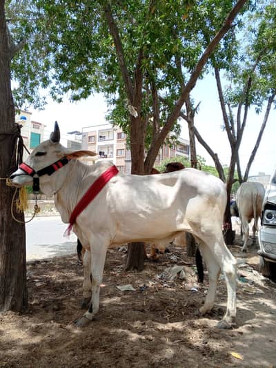 Sindhi Bachra  |  Qurabani cows  Cows | Bull | Qurbani 2026 | 2 Dant