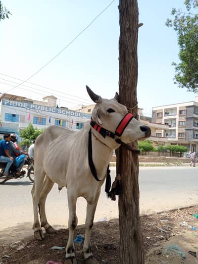 Sindhi Bachra  |  Qurabani cows  Cows | Bull | Qurbani 2026 | 2 Dant