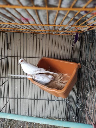 Red Pied Dove