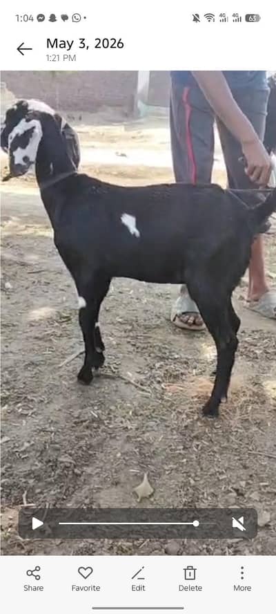 bakri leli path dogli for sell