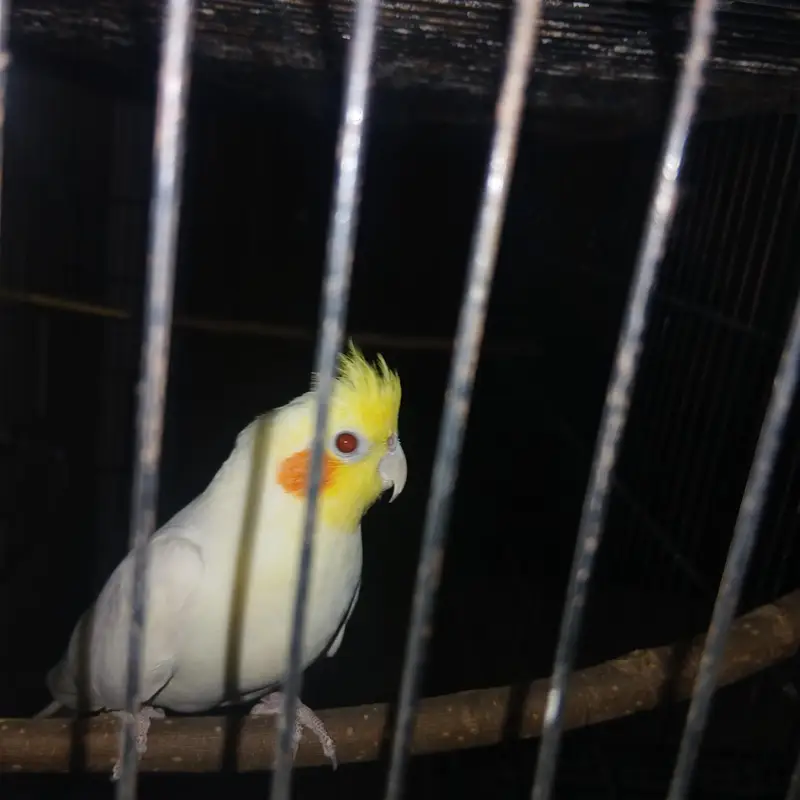 cockatiel — photo 2