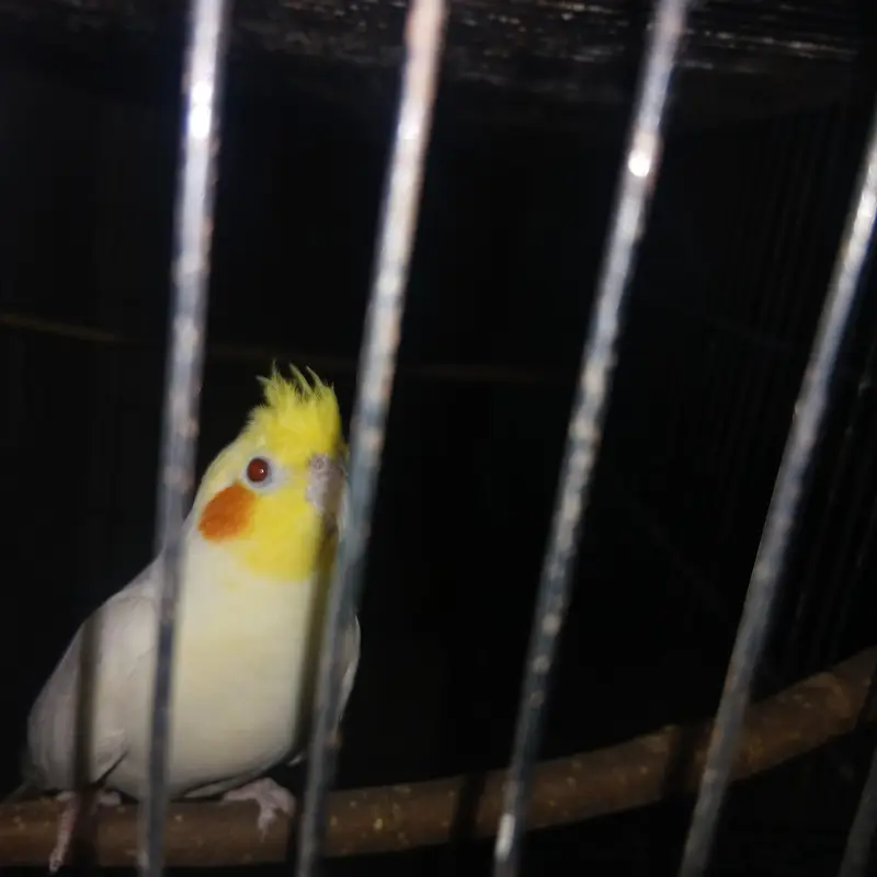 cockatiel — photo 3