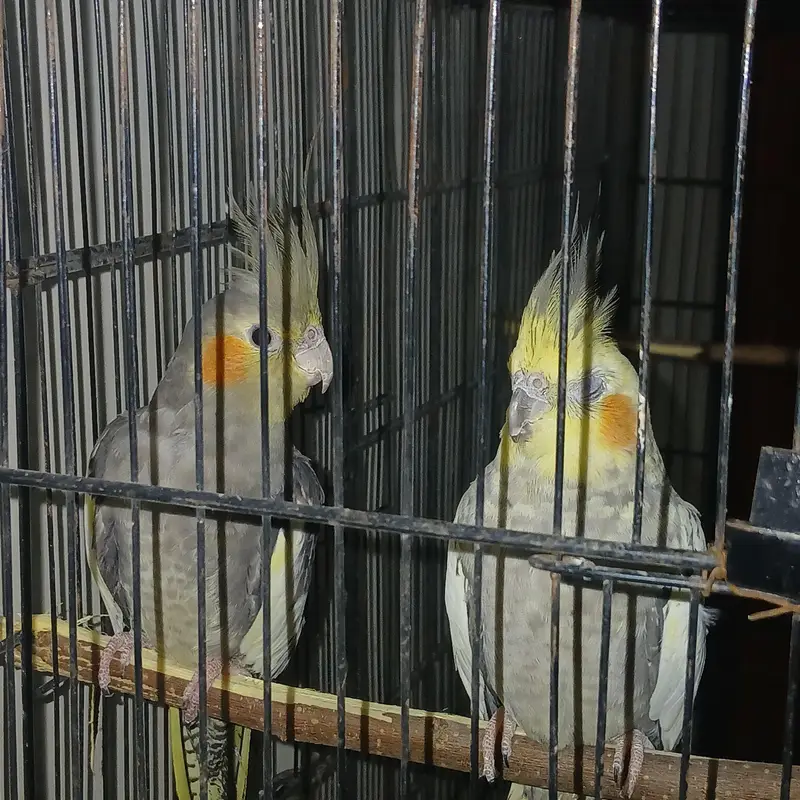 cockatiel — photo 4