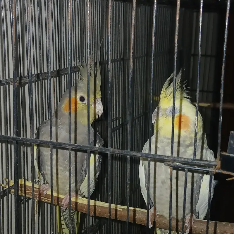 cockatiel — photo 5