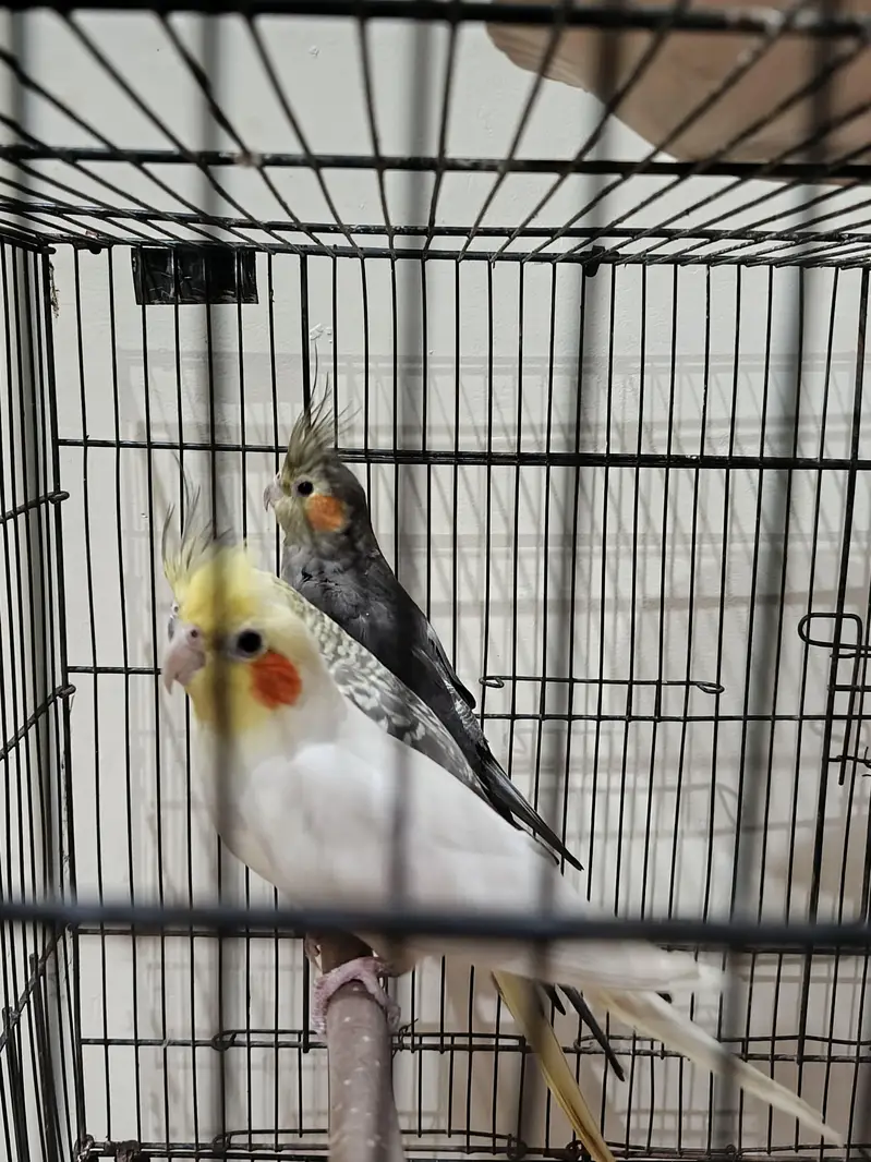 cockatiel — photo 6
