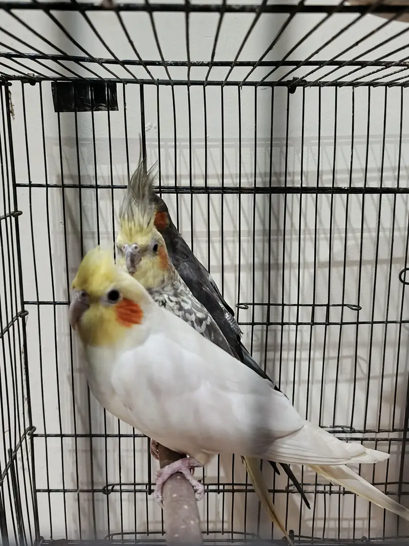 cockatiel — photo 7