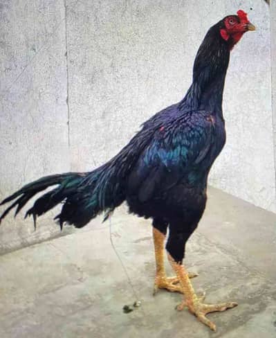 Mughal Badsha