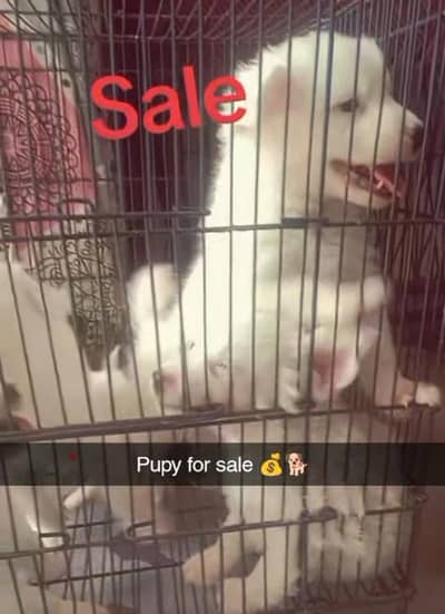 I have 5 puppies