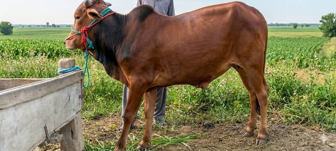 Wacha for sale qurbani ky  janwar