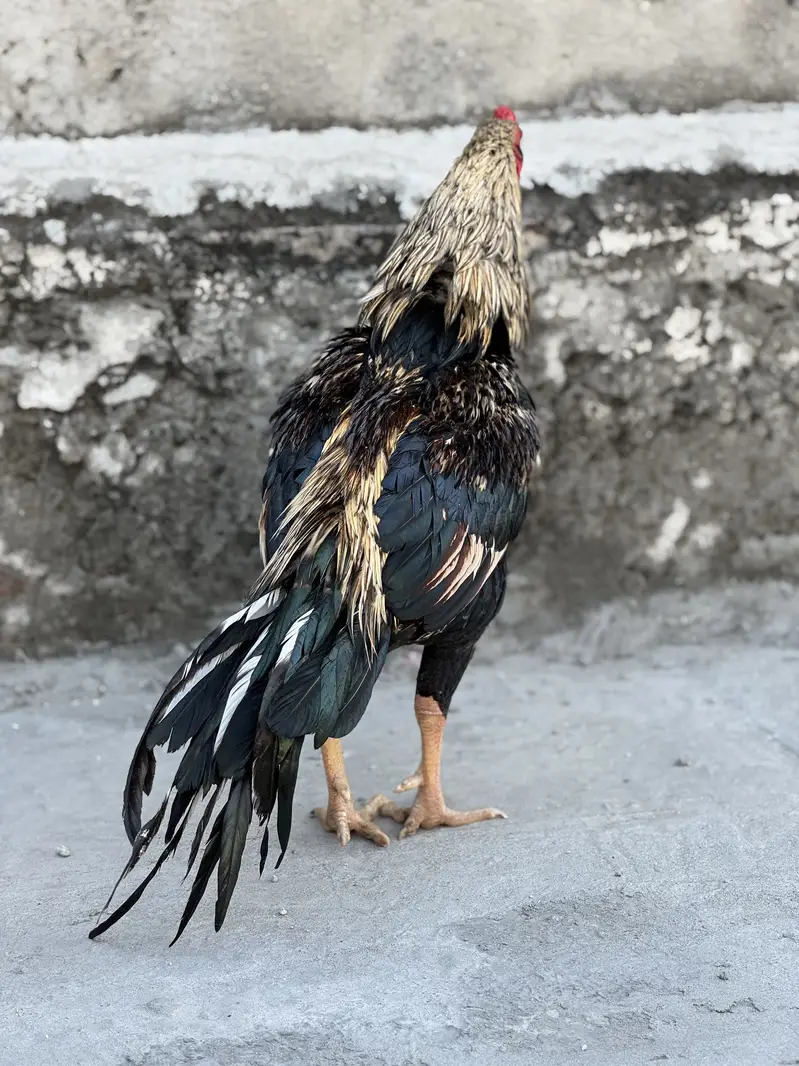 Aseel pair for sale — photo 2