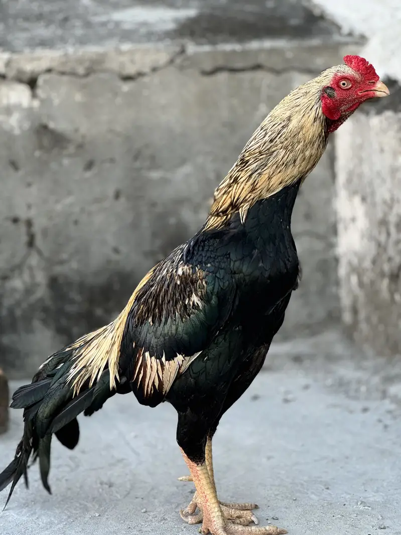 Aseel pair for sale — photo 7