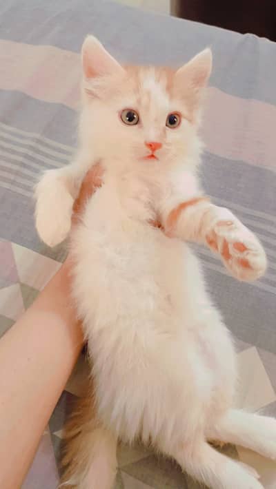 Triple coated kitten
