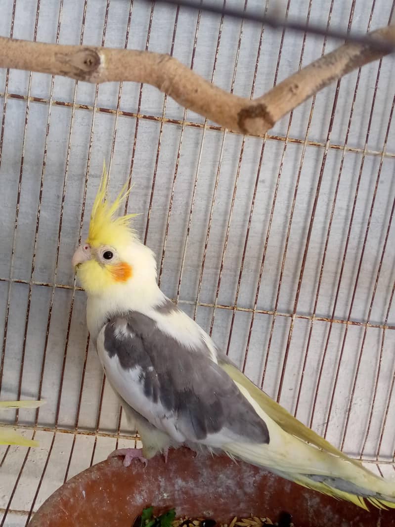 cocktail 2