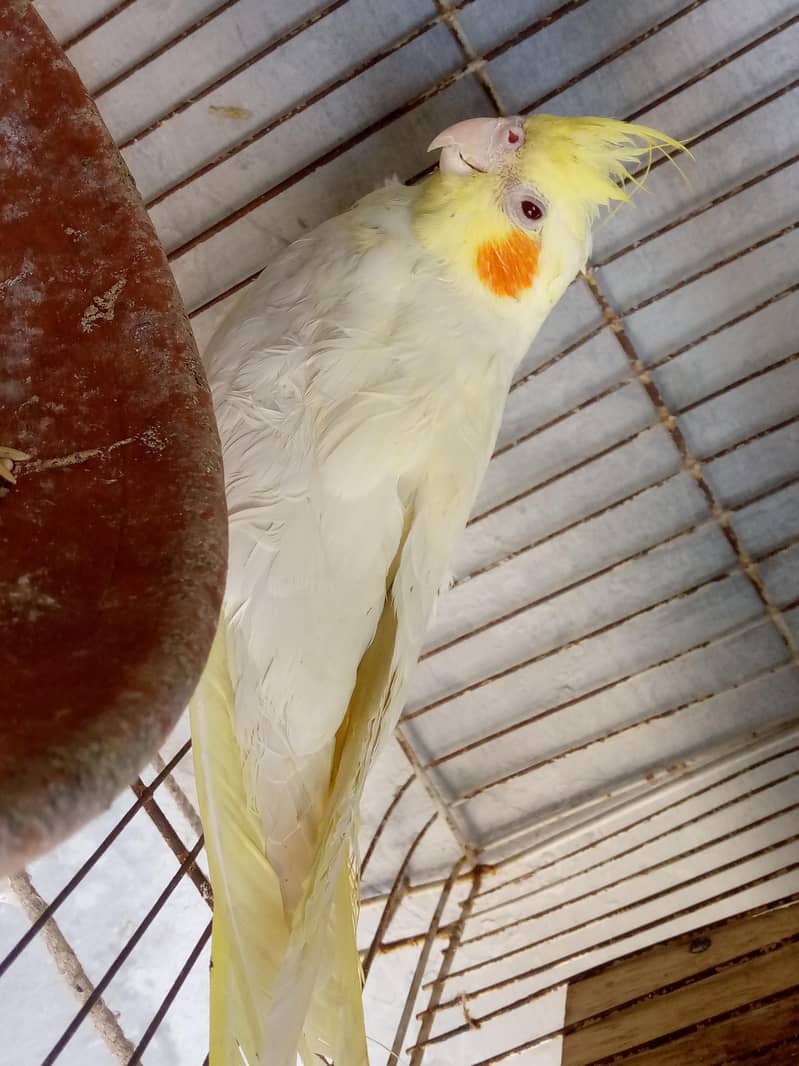 cocktail 5