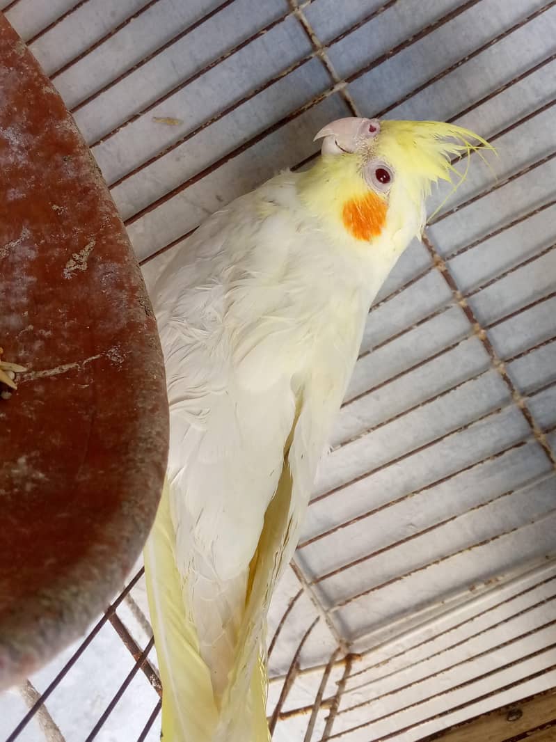 cocktail 6