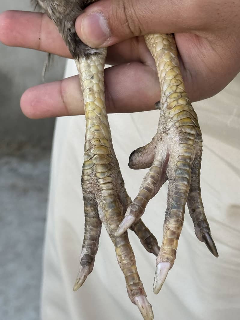 Aseel pair 9