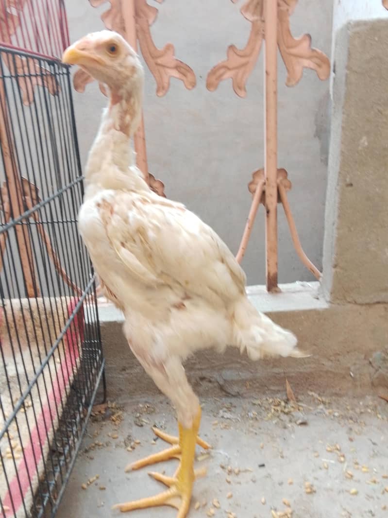 پیور اصیل میاں والی نسل 2