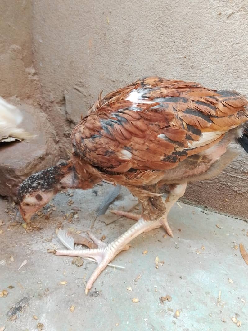 پیور اصیل میاں والی نسل 3