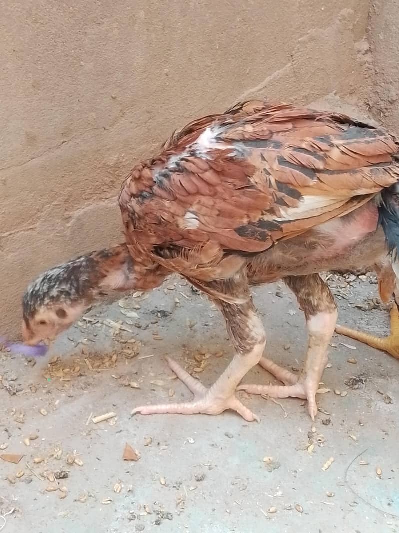 پیور اصیل میاں والی نسل 4