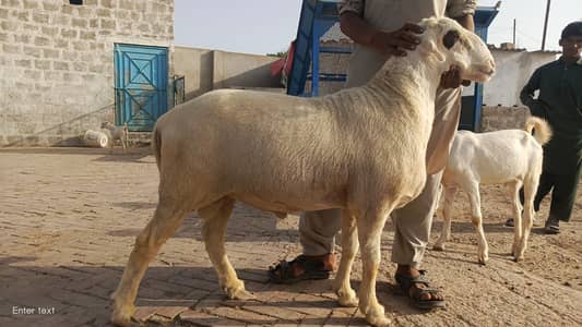 Dumba For Sale ( Qurbani 2026) Sheep