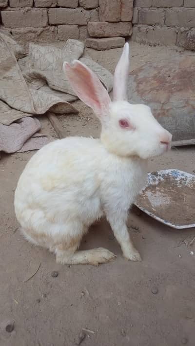 cute and Smart hand tame female rabbit urgent for sale albino red eyes