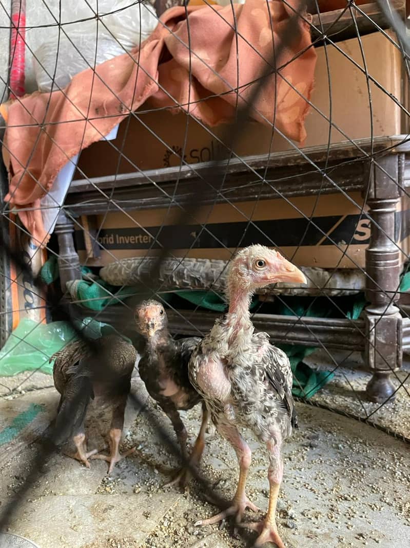 aseel chicks 2