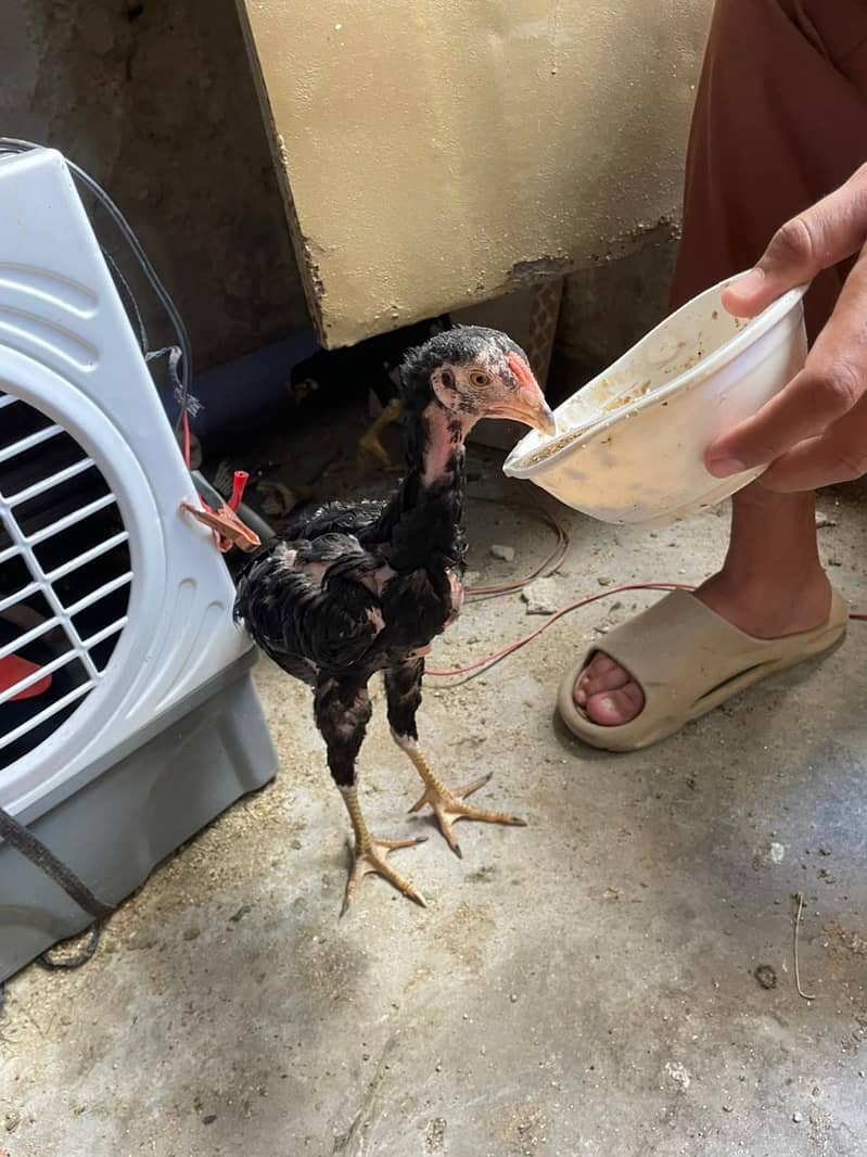 aseel chicks 4