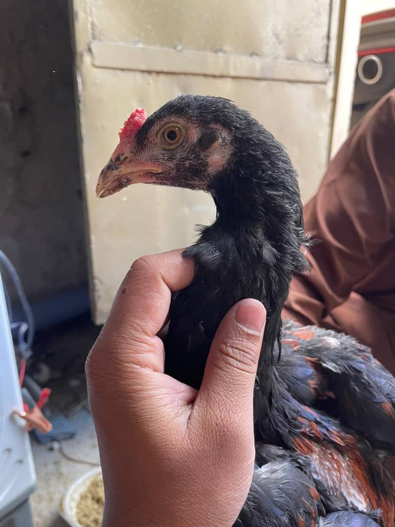 aseel chicks 8