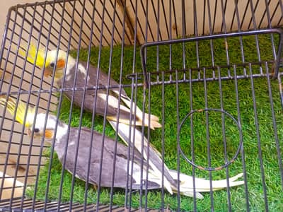 grey cockatiel split cream cockatiel