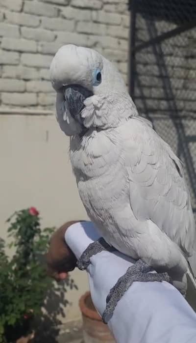 Triton Cockatoo