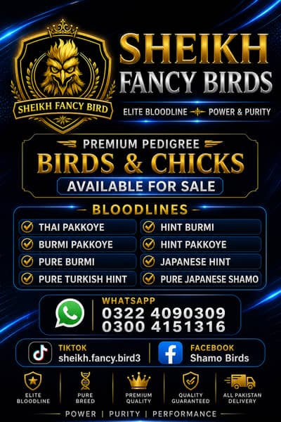 Premium Quality Pedigree Chicks & Birds (Read Complete Description)