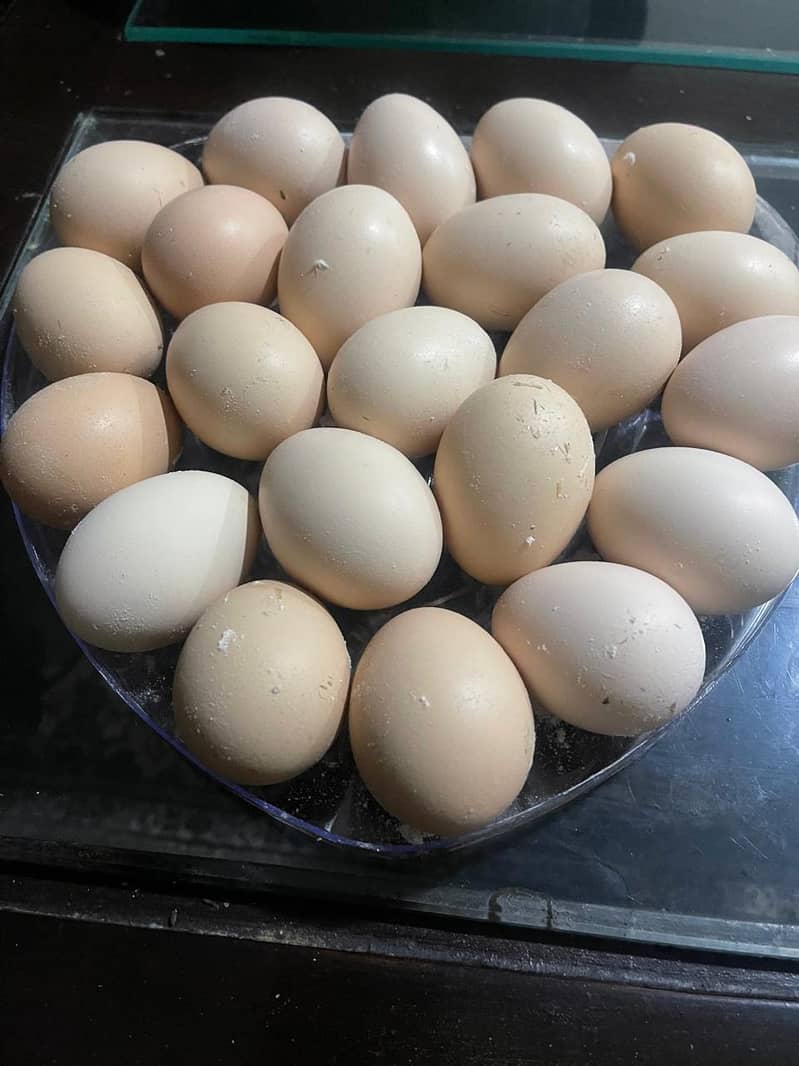 fertile eggs 0