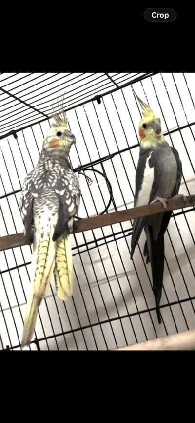 Cockatiel Breeder Pair with history