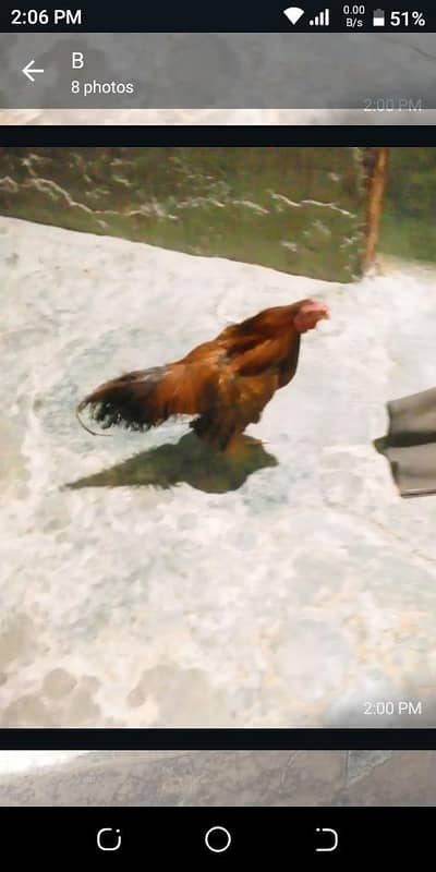 aseel male patha for sale