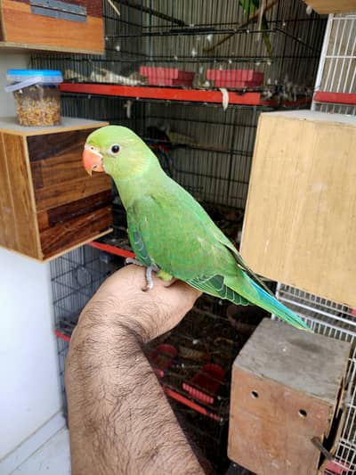 Cockatiel Chicks for Handtame