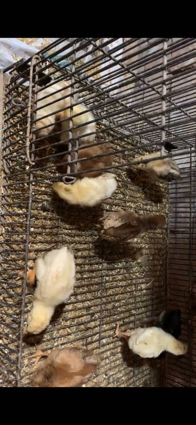 High quality aseel chicks