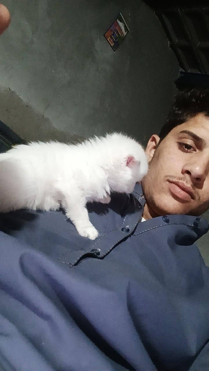 cat 1 1