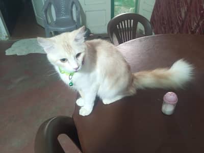 My trained cat adoptation  0332-7957184