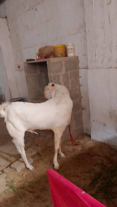 bridar Bakra danto main 6 ghr ka Pala howa gulabi