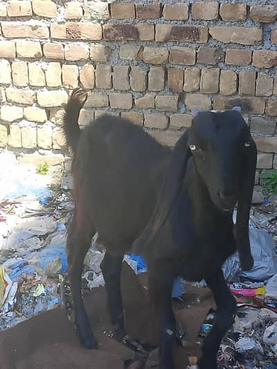 dasi path for sale